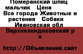 Померанский шпиц, мальчик › Цена ­ 35 000 - Все города Животные и растения » Собаки   . Ивановская обл.,Верхнеландеховский р-н